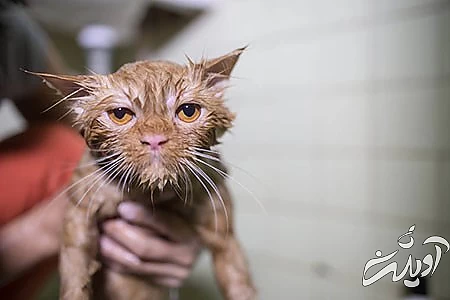 جدیدترین عکس های خنده دار،عکس های خنده دار حیوانات عکس های خنده دار از حیوانات, جدید ترین عکس های خنده دار